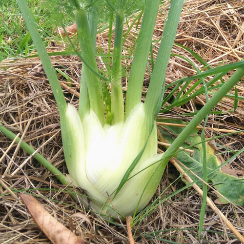 Knolvenkel met witte knol in een met stro gemulcht bed