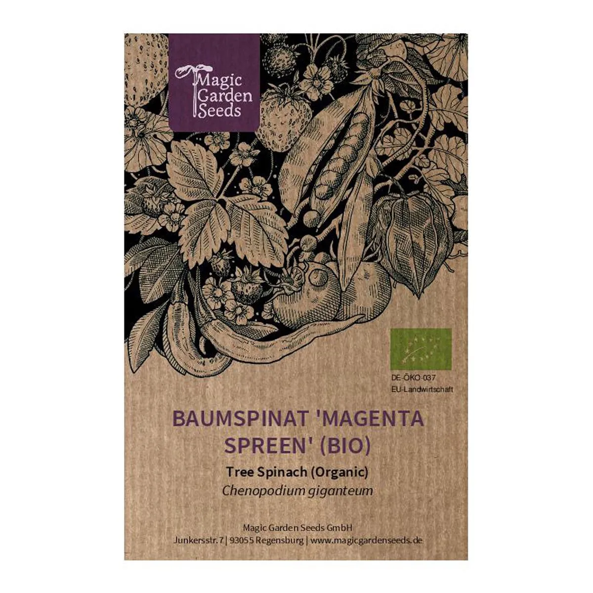Baumspinat 'Magenta Spreen' (Chenopodium giganteum) Bio Saatgut