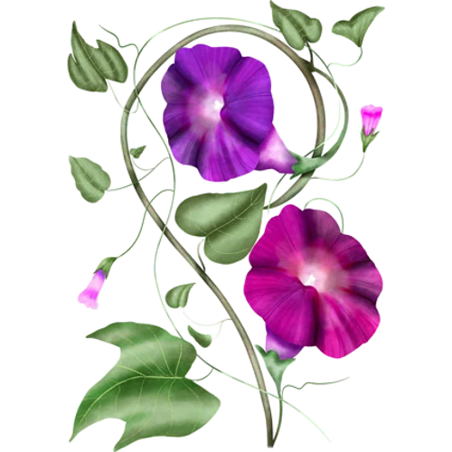 Ipomoea