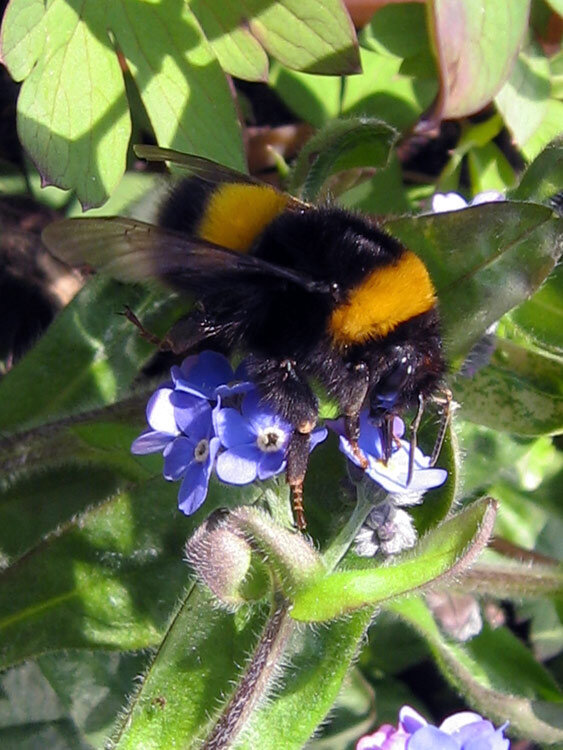 Hommel verzamelt nectar op kleine blauwe bloemen