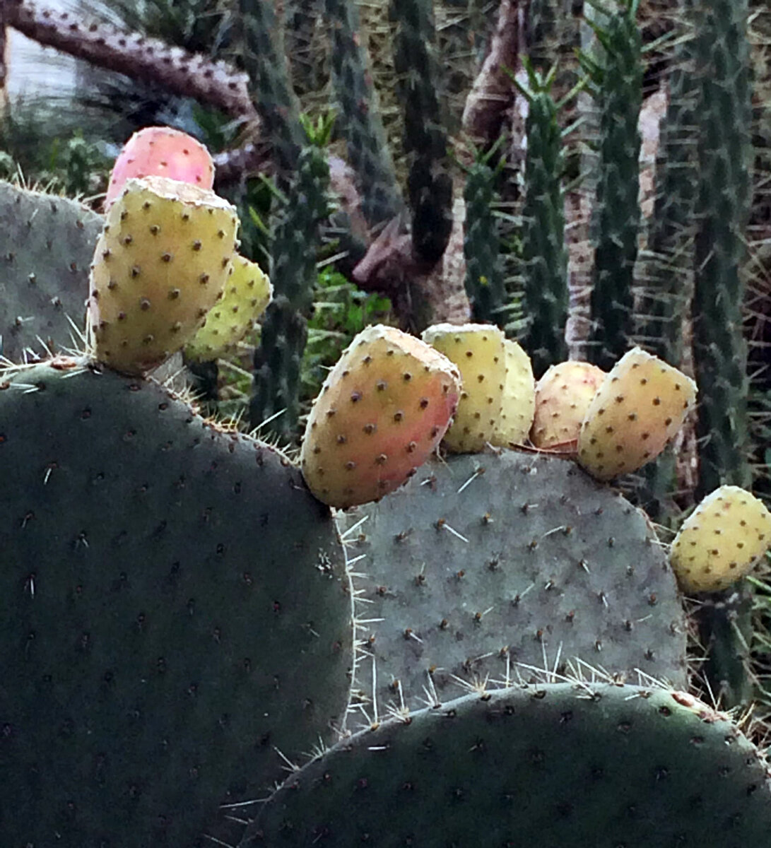 Vijgcactus