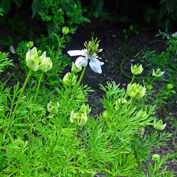 Zwarte komijn (Nigella sativa) met witte bloem, knoppen en fijn verdeelde bladeren