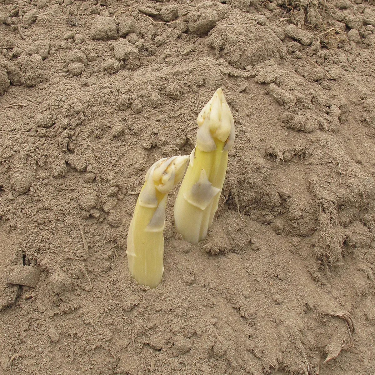Weisser Spargel 'Ruhm von Braunschweig' (Asparagus officinalis) Samen