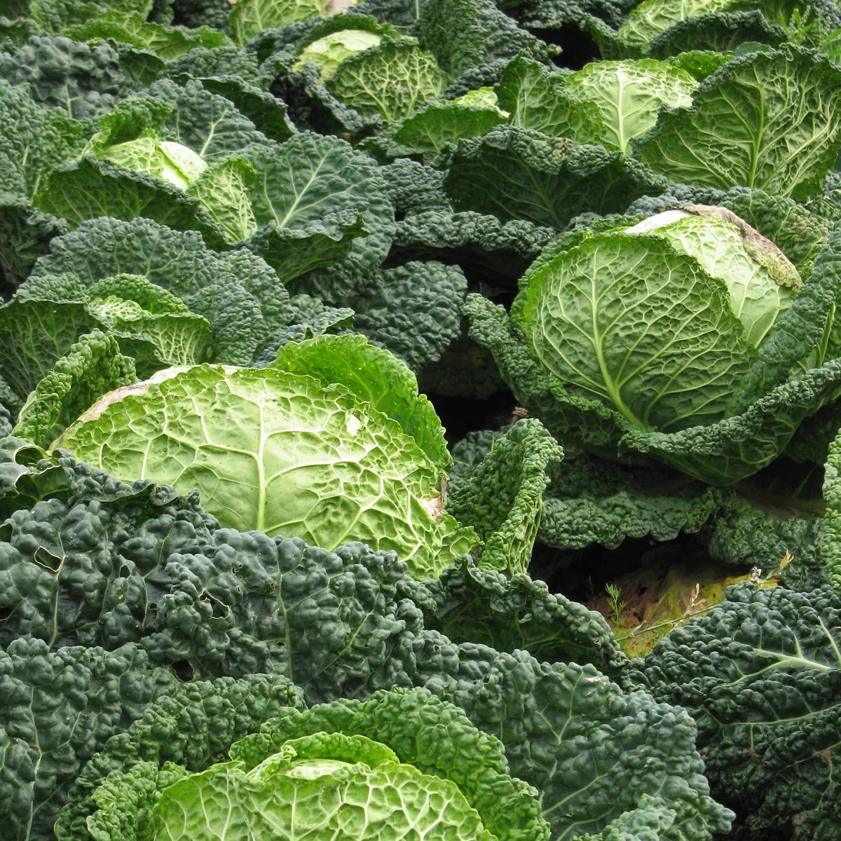 Wirsing 'Vertus' (Brassica oleracea convar. capitata var. sabauda L.) Samen
