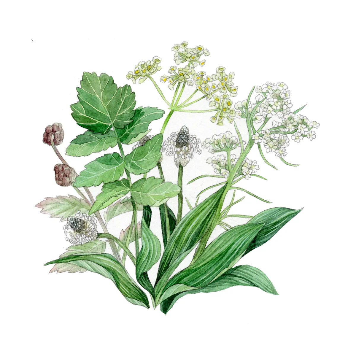 Sommerblumen in Grün (diverse Arten & Sorten) Saatgutmix