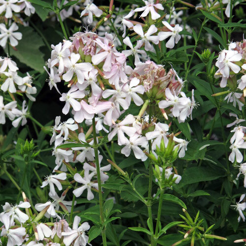 Echt zeepkruid (Saponaria officinalis) bio zaad