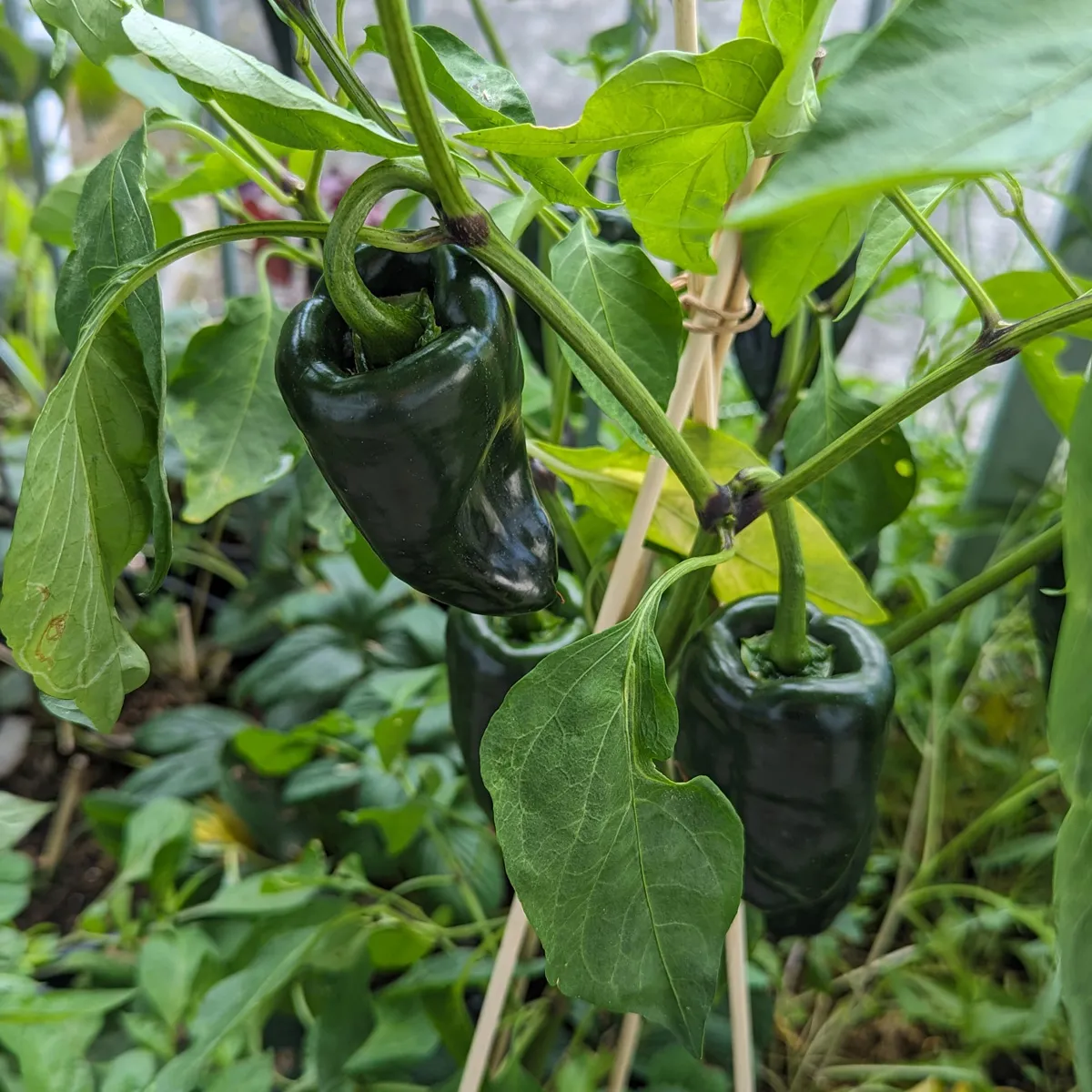 Poblano Chili 'Ancho San Luis' (Capsicum annuum) Samen