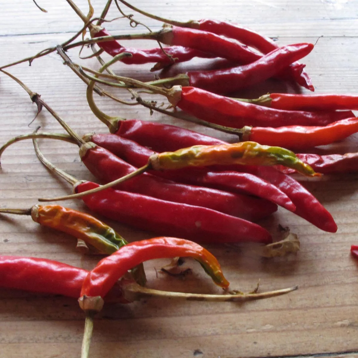 Thai Chili 'Prik Kee Noo' (Capsicum frutescens) Samen