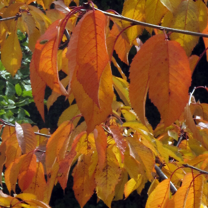 Oranje en geel verkleurd kersenblad in de herfst