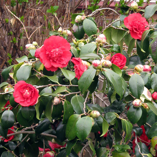 Camelia (Camellia japonica) met gevulde rode bloemen en knoppen