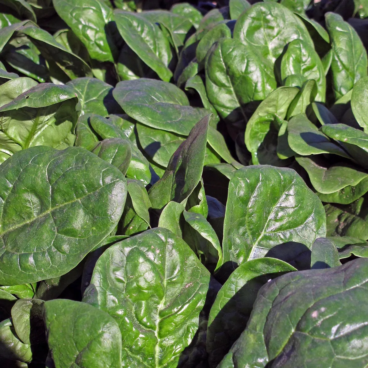 Echter Spinat 'Matador' (Spinacia oleracea) Bio Saatgut