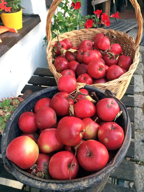 Vers geplukte rode appels in een rieten mand en een emmer