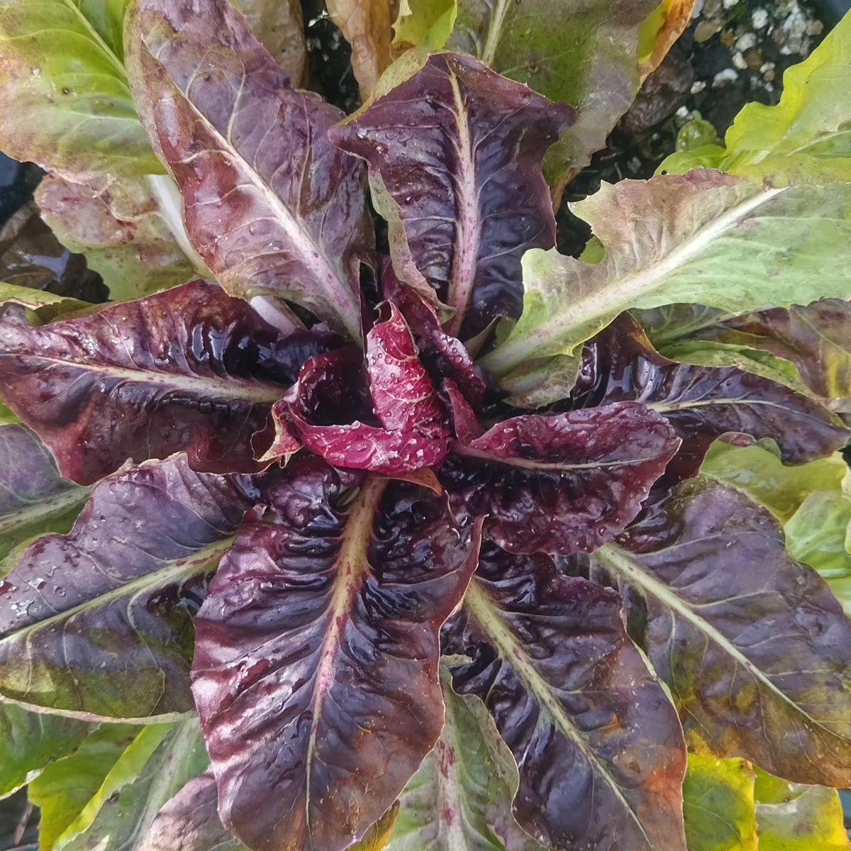 Radicchio 'Palla Rossa' (Cichorium intybus var. foliosum) Bio Saatgut