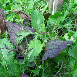 Mix van groene en roodpaarse Aziatische salades