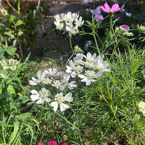 Straalscherm (Orlaya grandiflora) met witte bloemschermen in een zomerborder