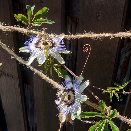 Passiebloem (Passiflora) met twee bloemen aan een klimhulp van touw