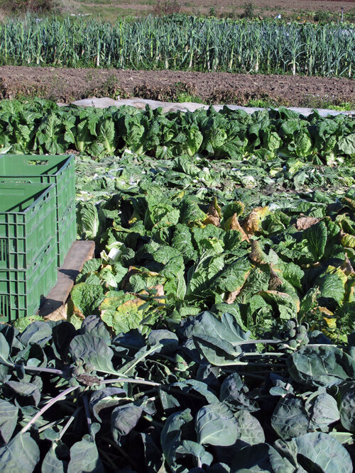 Groenteveld in de herfst met rijen kool, daarachter prei en groene oogstkratten