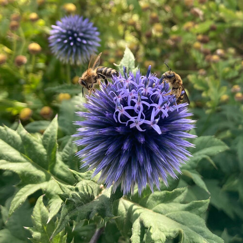 Blauwe kogeldistel (Echinops ritro) met twee wilde bijen op de bloembol
