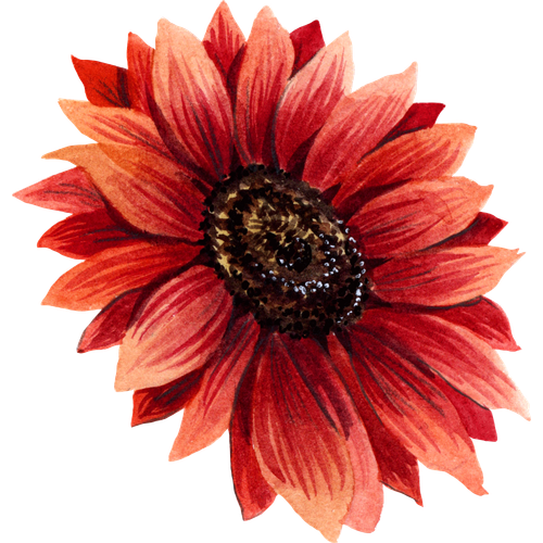 Zonnebloemen
