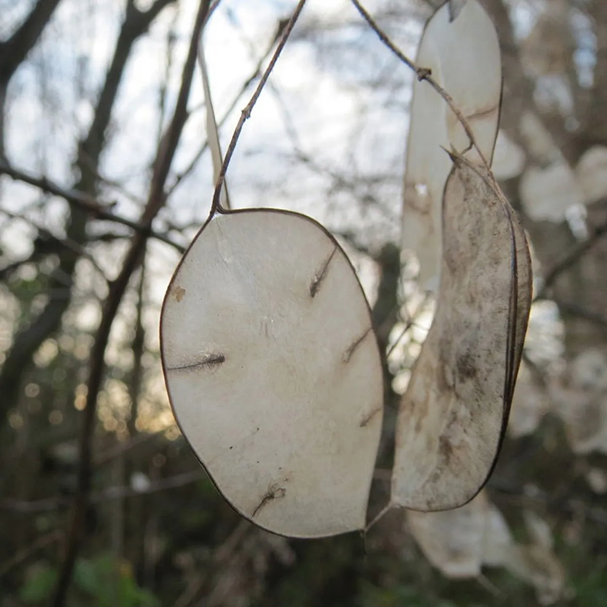 Einjähriges Silberblatt (Lunaria annua) Samen