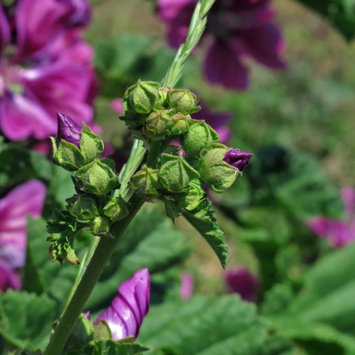 Mauretanische Malve (Malva sylvestris ssp. mauritiana) Samen