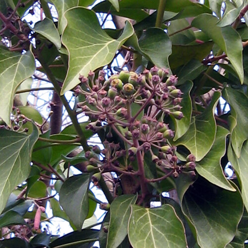 Klimop (Hedera helix) met bolvormige bloem- en vruchtschermen