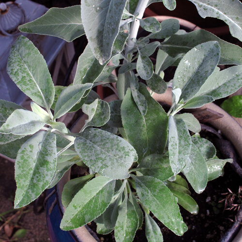 Witte salie (Salvia apiana) met zilvergroene bladeren in een pot