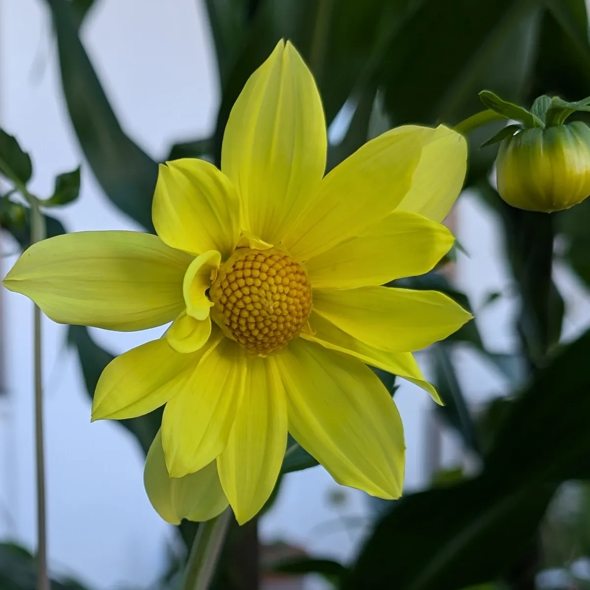Hoher Dahlien-Mix 'Decorative Giants' (Dahlia variabilis) Samen