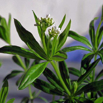 Lievevrouwebedstro (Galium odoratum) met kleine witte bloemen en kransstandige bladeren