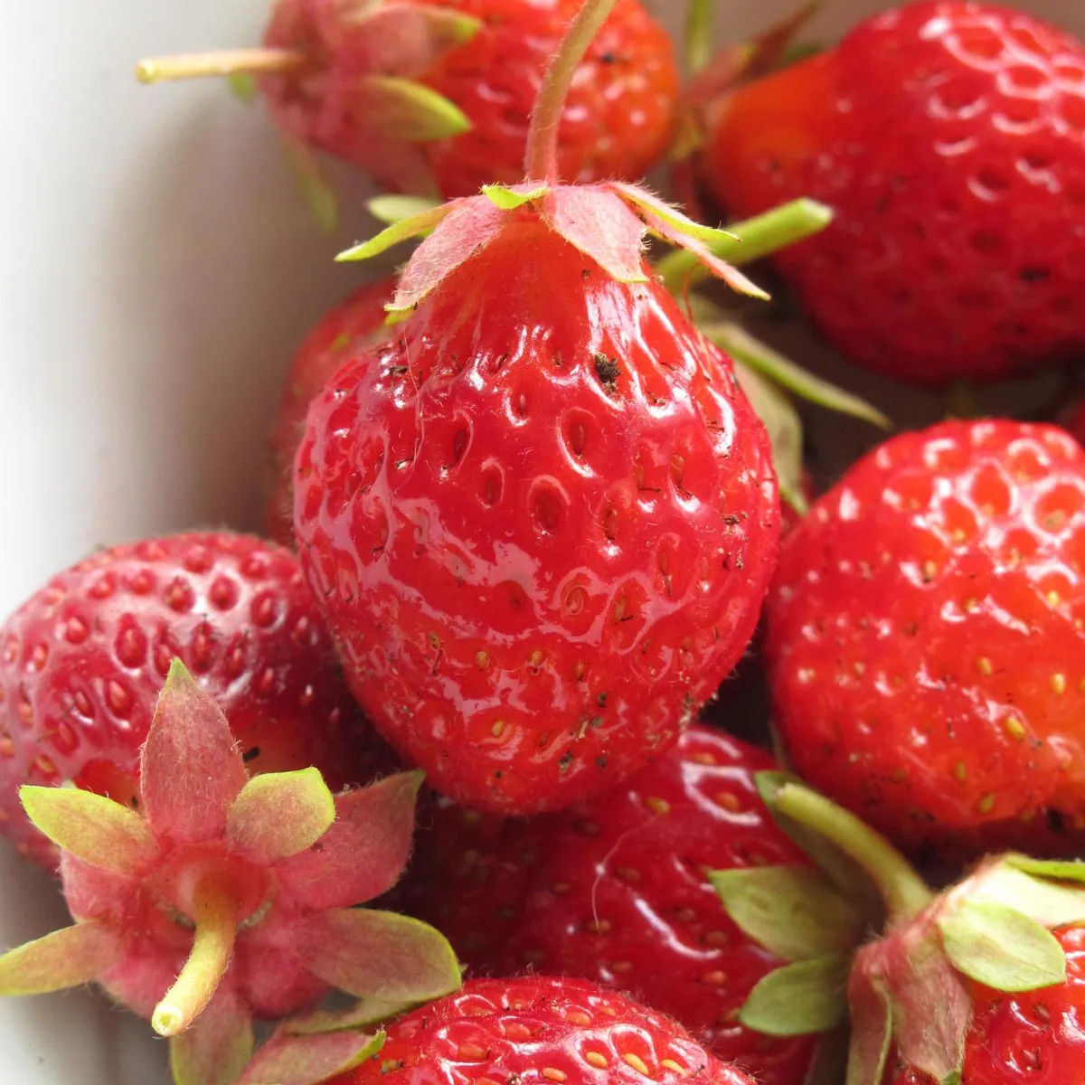 Erdbeere 'Rote Baron Solemacher' (Fragaria vesca var. semperflorens) Samen