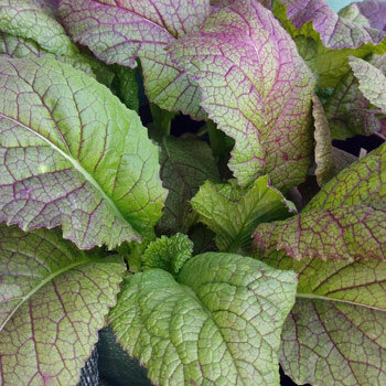 Rode bladmosterd 'Red Giant' (Brassica juncea) met groene, paars geaderde bladeren
