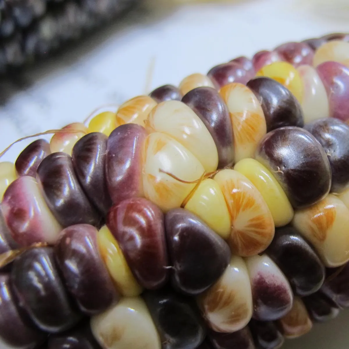 Bunter Zuckermais 'Rainbow Inka' (Zea mays) Bio Saatgut