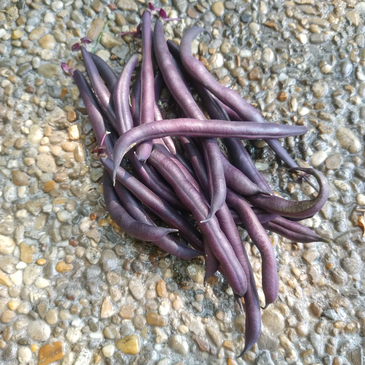 Violette Buschbohne 'Royal Burgundy' (Phaseolus vulgaris) Samen