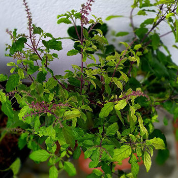 Tulsi, heilige basilicum (Ocimum tenuiflorum), met paarse bloemaren