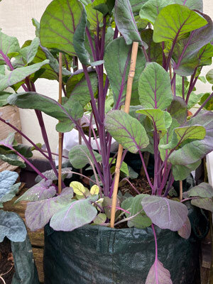 Groene plantenzak met groenteplanten op paarse stelen, gesteund door bamboestokken