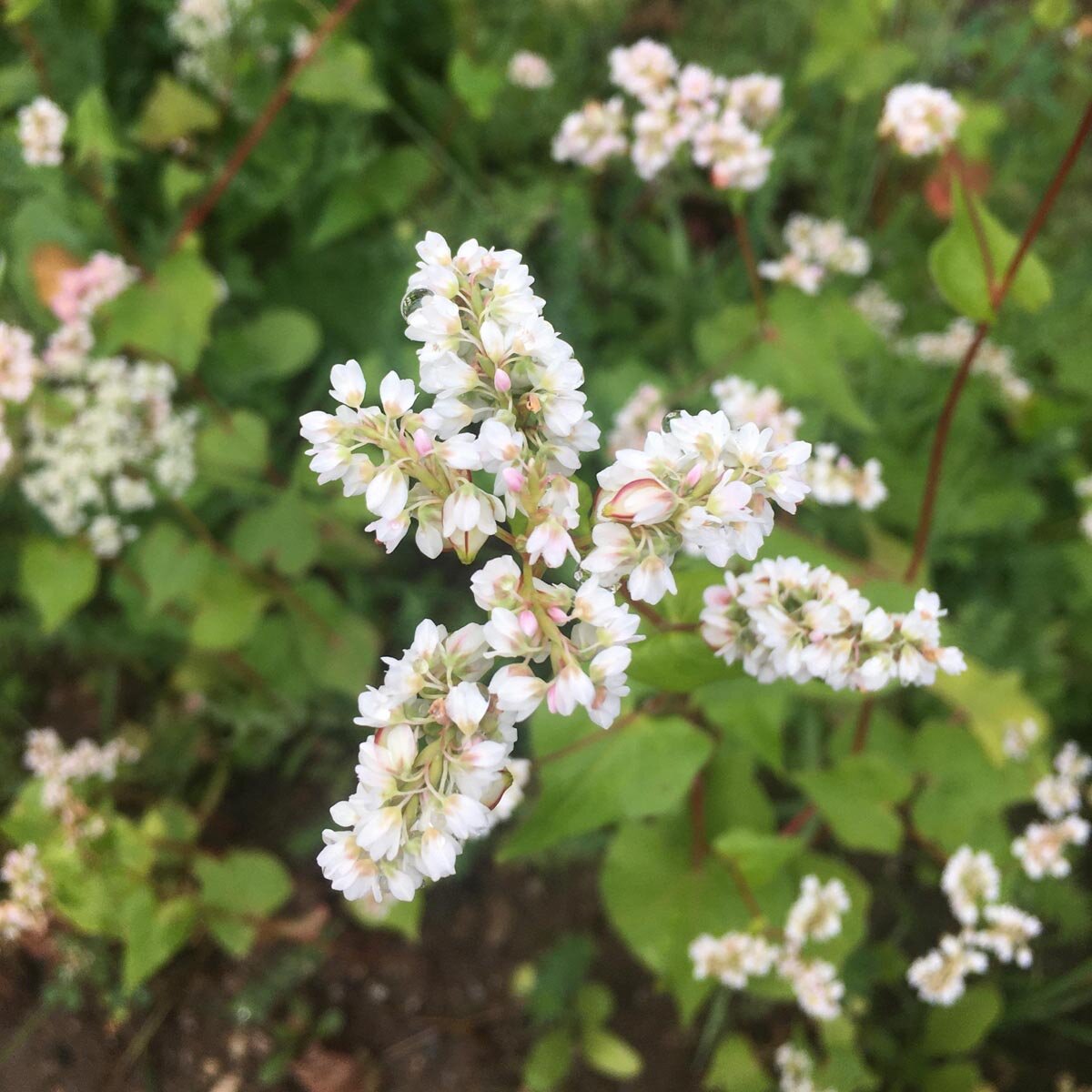 Witte bloeiwijzen van Boekweit (Fagopyrum esculentum)