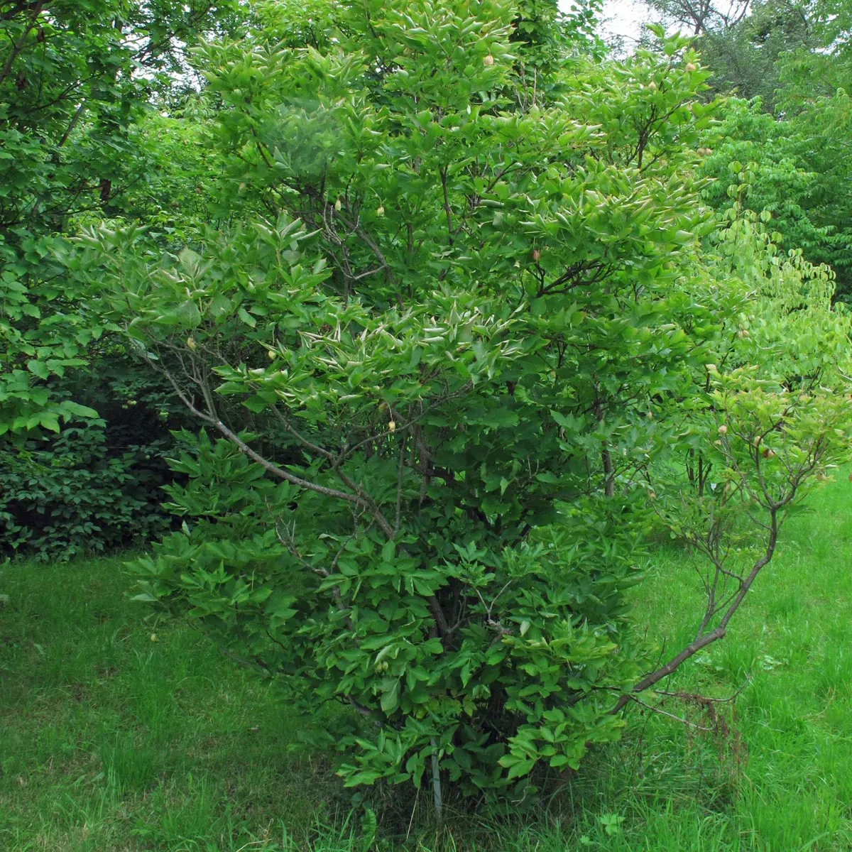 Pimpernuss (Staphylea pinnata) Samen