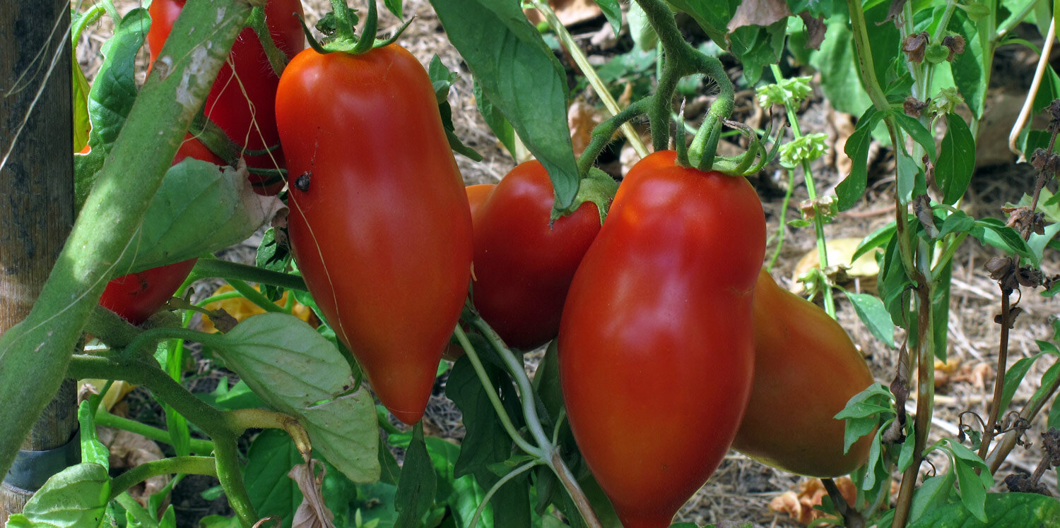 Pruimtomaten aan de plant