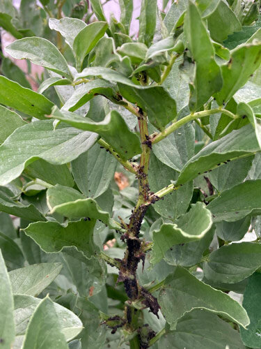 Tuinboon met zwarte bonenluis op de stengel en de scheuttop
