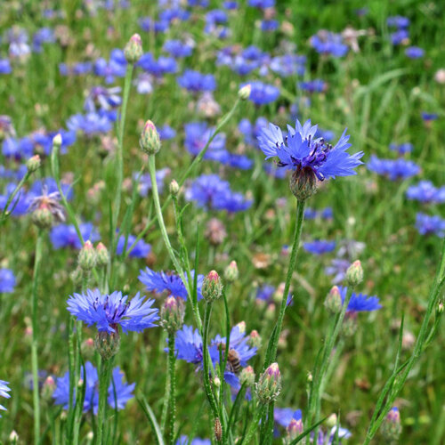 Bloeiende korenbloemen (Centaurea cyanus) in een weide