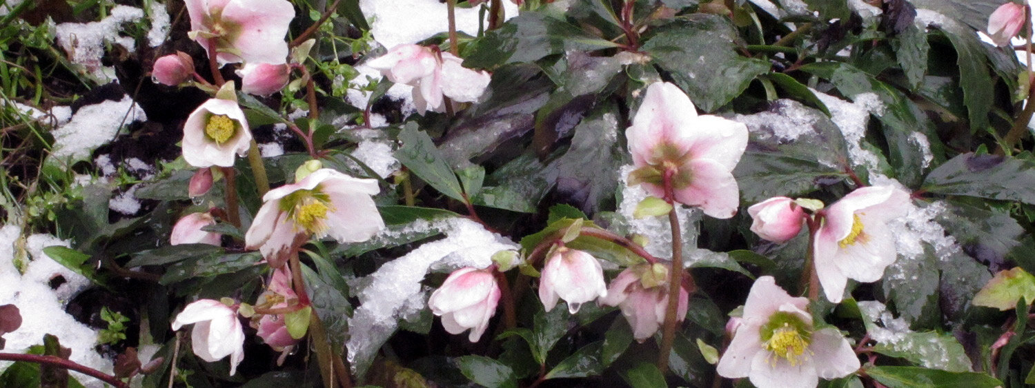 Nieskruid (Helleborus) met roze-witte bloemen in de sneeuw
