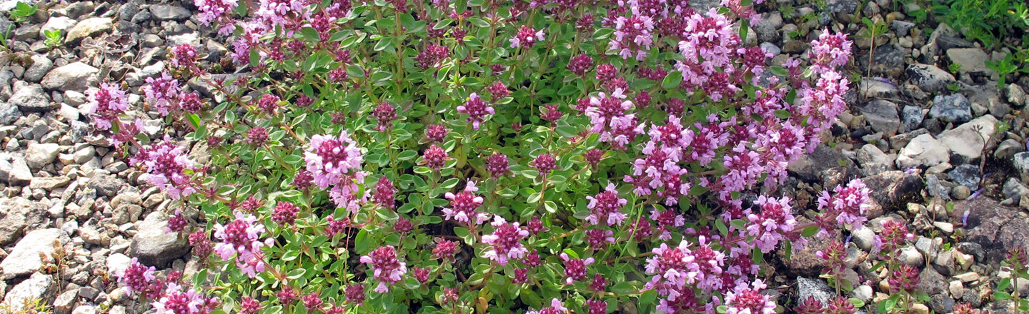 Mulchen met grind: bloeiende kussenplant met roze bloemen op een laag grind