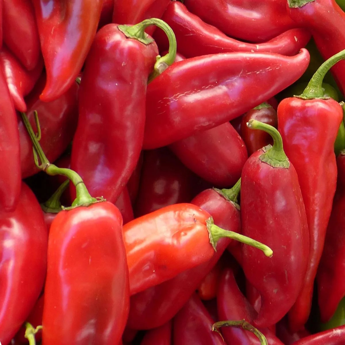 Spitzpaprika 'Großer Spanischer' (Capsicum annuum) Samen