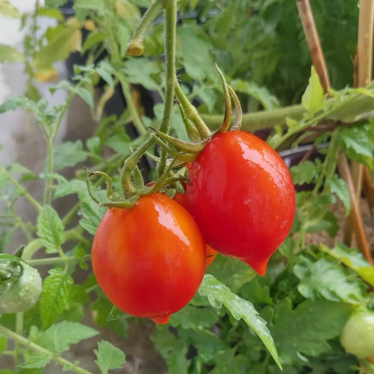 Tomate 'Piennolo del Vesuvio' (Solanum lycopersicum) Samen