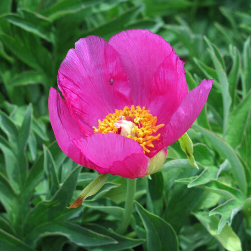 Boerenpioen (Paeonia officinalis ssp. banatica) met enkele roze bloem