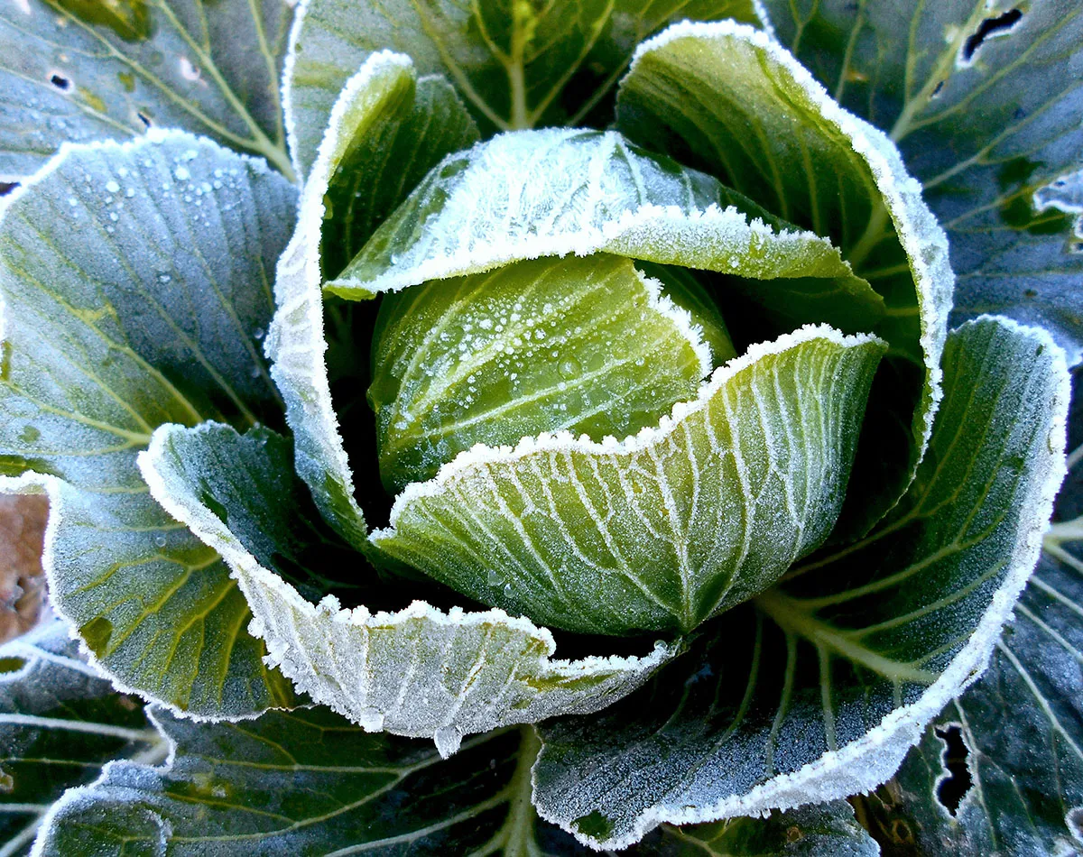 Wintergroenten