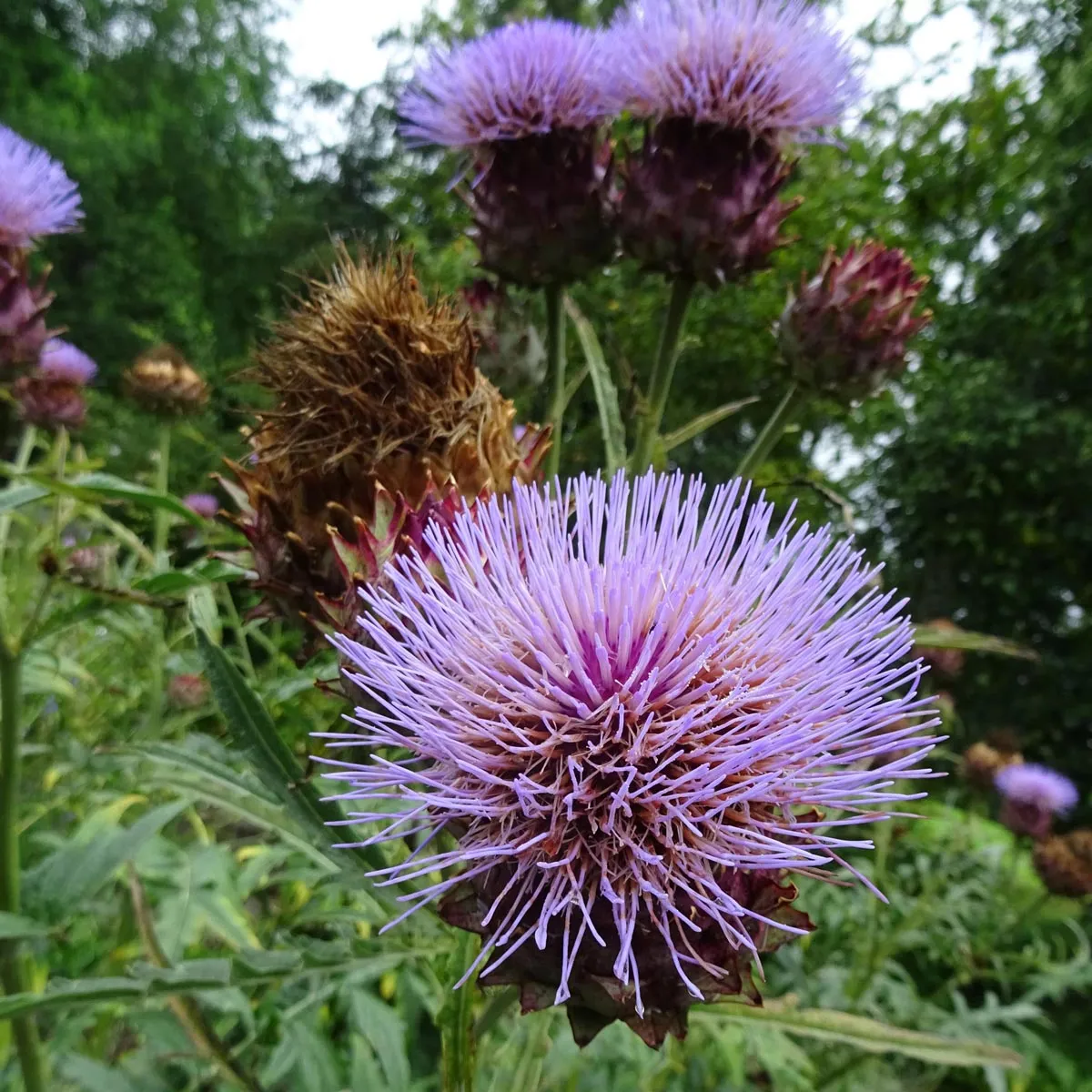Artischocke (Cynara scolymus) Samen