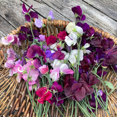 Vers geplukte lathyrus in wit, roze en paars op een wilgenmand