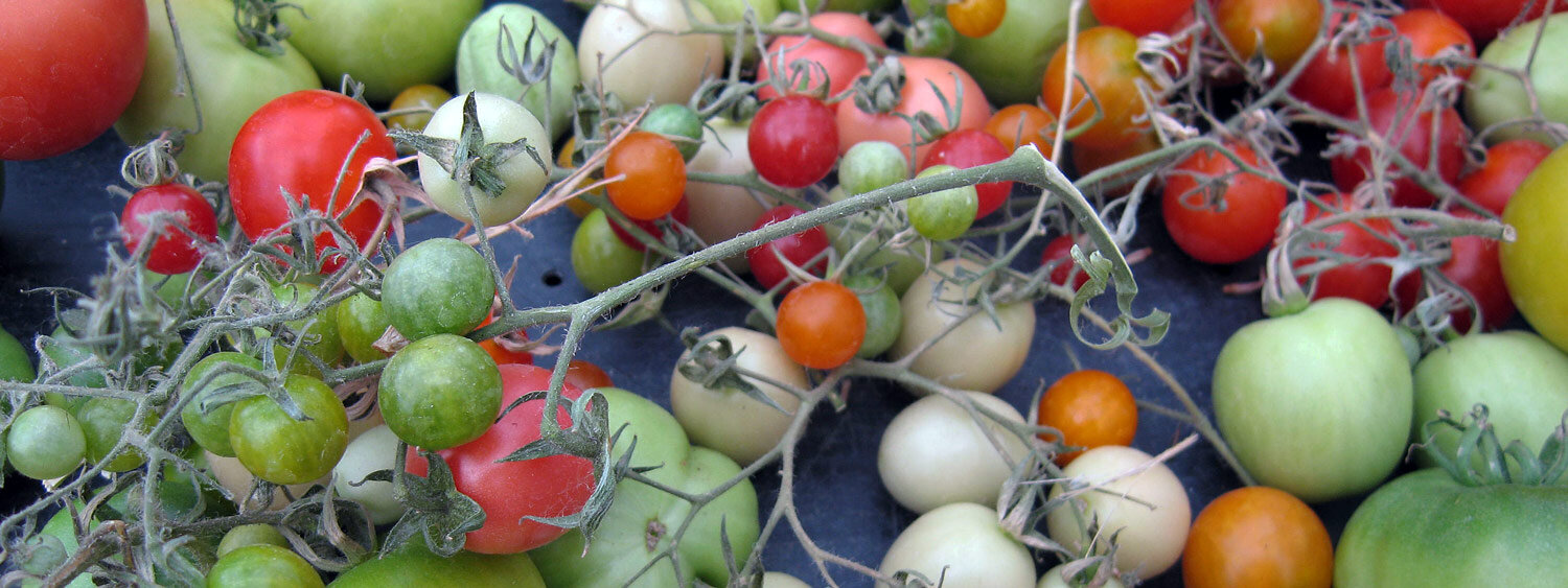 Tomaten rijpen na