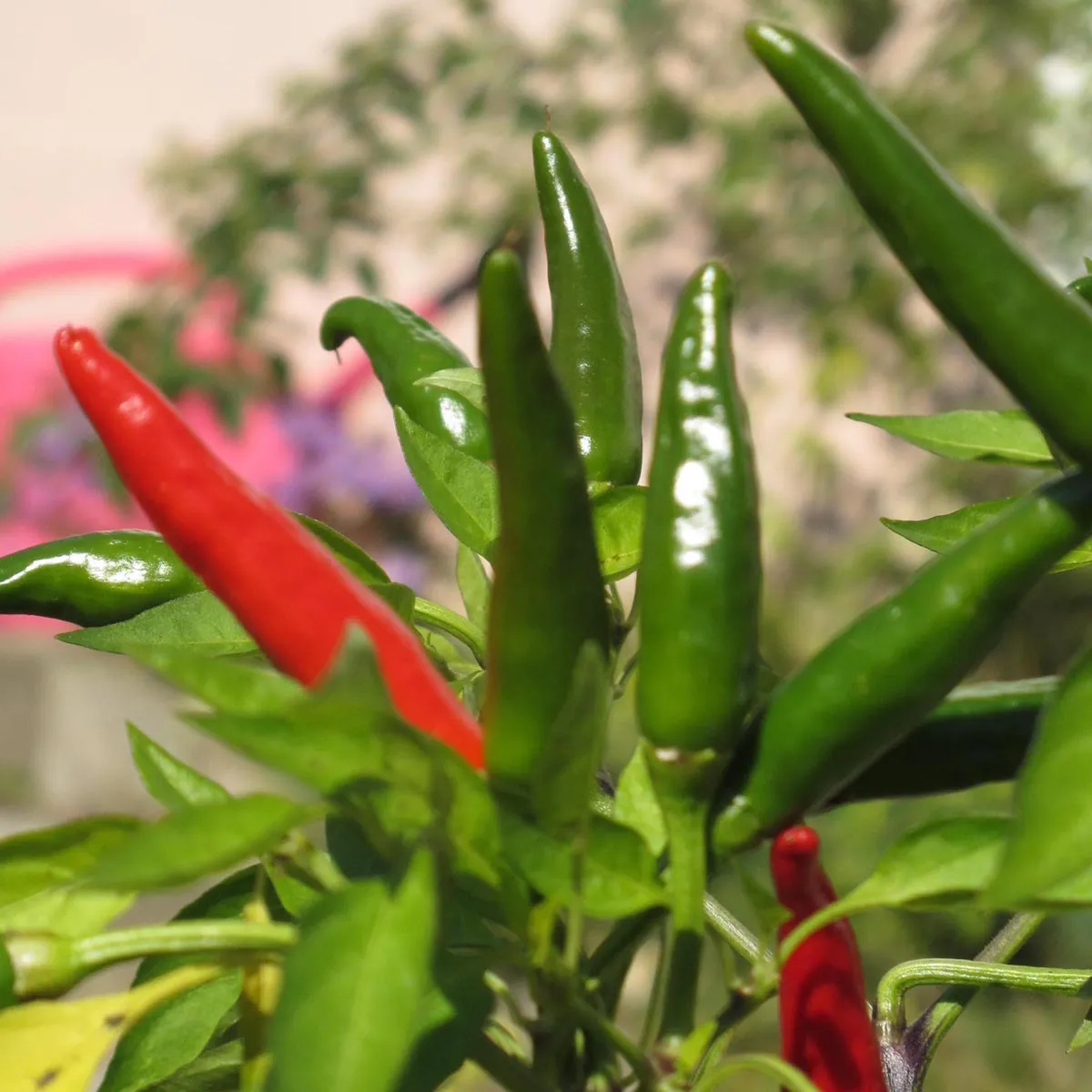 Chili 'Tabasco' (Capsicum frutescens) Samen